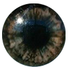 Eyes
